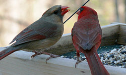 cardinal pair courtship feeding