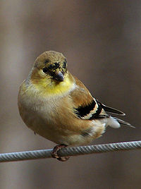 american goldfinch in winter